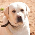 Dlaczego twój pies potrzebuje ciebie, aby dogadać się z twoim partnerem: kiedy zwierzak staje się "trzecim dodatkiem" w związku dlaczego-twoj-pies-potrzebuje-ciebie-aby-dogadac-sie-z-twoim.jpg