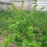 Jak drzewa i krzewy toczą cichą bitwę na twojej posesji: nauka o allelopatii dla praktyków jak-drzewa-i-krzewy-tocza-cicha-bitwe-na-twojej-posesji.jpg