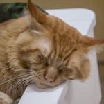 Jak nauczyć się słyszeć ciszę swojego zwierzaka: sztuka odróżniania spokoju od bólu jak-nauczyc-sie-slyszec-cisze-swojego-zwierzaka-sztuka-odrozniania-spokoju.jpg