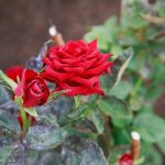 Jak parzona kawa sprawia, że róże kwitną bujniej: genialna sztuczka dla oszczędnych ogrodników jak-parzona-kawa-sprawia-ze-roze-kwitna-bujniej-genialna-sztuczka.jpg