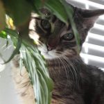 Jak patrzymy w oczy kota: zamazany portret najważniejszej osoby na świecie jak-patrzymy-w-oczy-kota-zamazany-portret-najwazniejszej-osoby-na.jpg