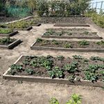 jak-zamienic-pojedyncza-grzadke-w-wielopietrowy-ogrod-warzywny-sztuka-sadzenia.jpg